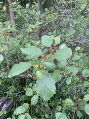 Frangula alnus