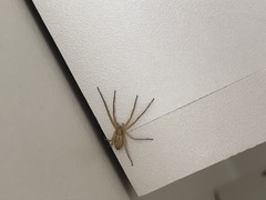 Tibelloides