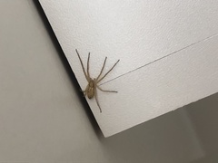 Tibelloides