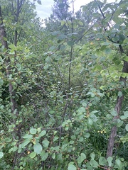 Frangula alnus