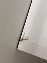Tibelloides