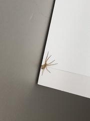 Tibelloides
