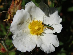 Chrysanthia reitteri