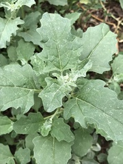 Atriplex tatarica