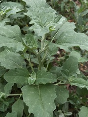 Atriplex tatarica