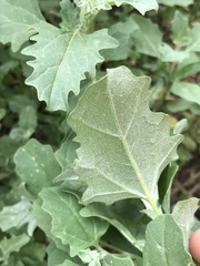 Atriplex tatarica