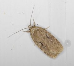 Agonopterix curvilineella
