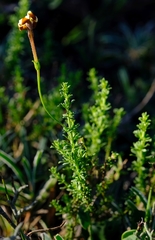Jamesbrittenia albomarginata