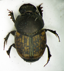Palaeonthophagus