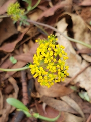 Tauschia decumbens