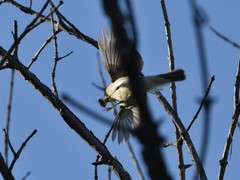 Phylloscopus trochiloides