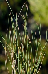 Hypodiscus procurrens