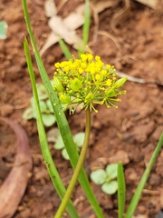 Tauschia decumbens