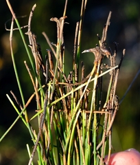 Hypodiscus procurrens