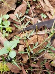 Tauschia decumbens