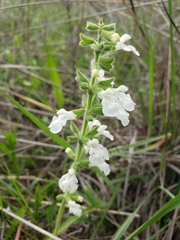 Salvia assurgens