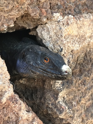 Tenerife Lizard, Universidad de La Laguna - Campus de Anchieta, San Cristóbal de La Laguna, Santa Cruz de Tenerife, ES, photo 5 of 10