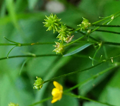 Ranunculus tuberosus
