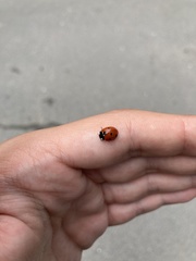 Coccinella septempunctata