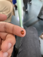 Coccinella septempunctata