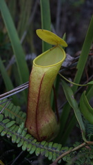 Nepenthes tobaica