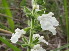 Salvia assurgens