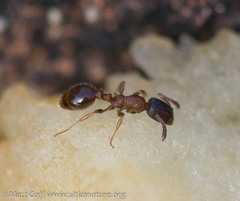 Leptothorax