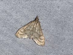 Paracorsia repandalis