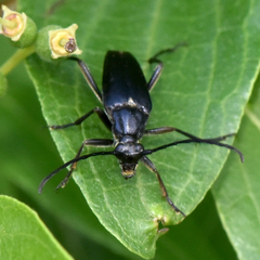 Typocerus lugubris