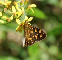 Oreixenica kershawi