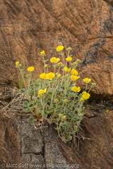 Potentilla × villosula