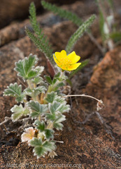 Potentilla × villosula