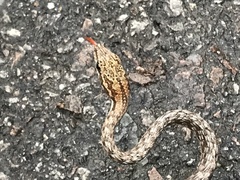 Dryophiops rubescens