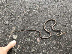 Dryophiops rubescens