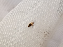 Thaumatomyia notata