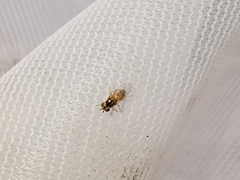 Thaumatomyia notata