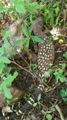 Heloderma horridum