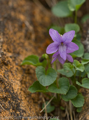Viola langsdorffii