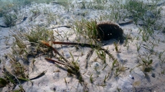 Pinnidae