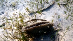 Pinnidae