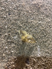 Pantographa