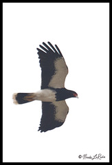 Daptrius megalopterus