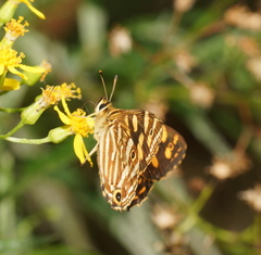 Oreixenica kershawi