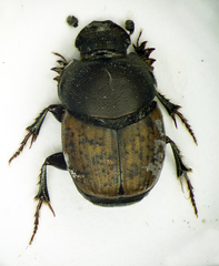 Palaeonthophagus