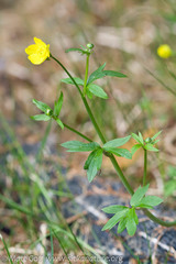 Ranunculus occidentalis