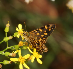 Oreixenica kershawi