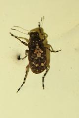 Sphinctotropis paviei