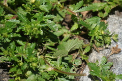 Potentilla norvegica