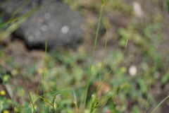 Potentilla norvegica