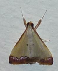 Autocharis hedyphaes